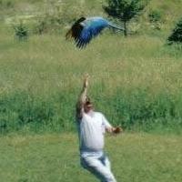 jim_flying_macaw_th