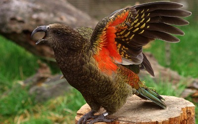 perroquet kéa-espèces