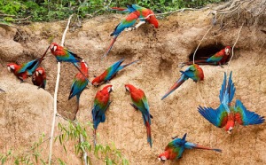 groupe de perroquets 1