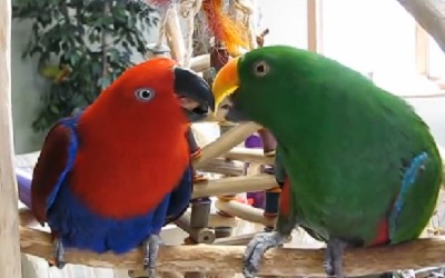 perroquet eclectus