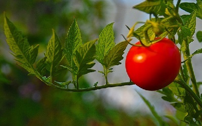 Plants tomates aliments toxiques