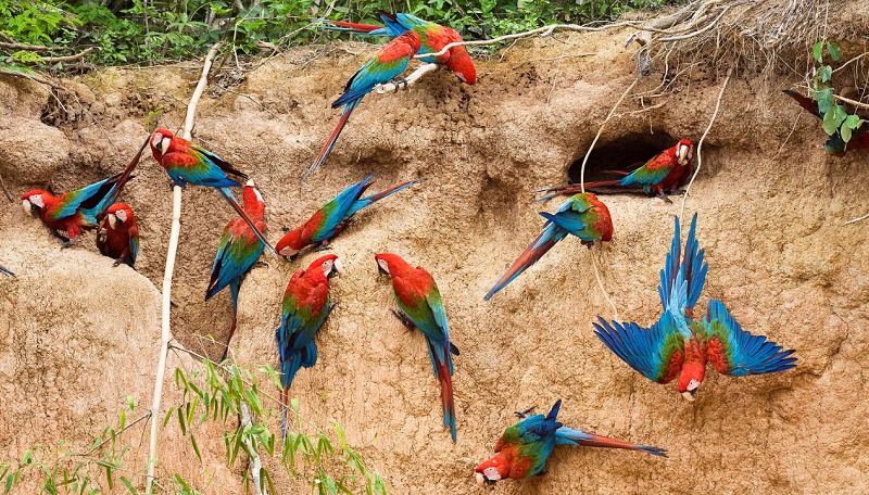 groupe de perroquets