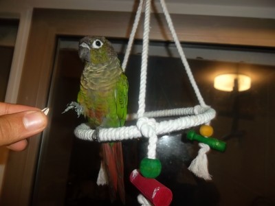 Dressage conure pyrrhura molinae birdandyou.com 