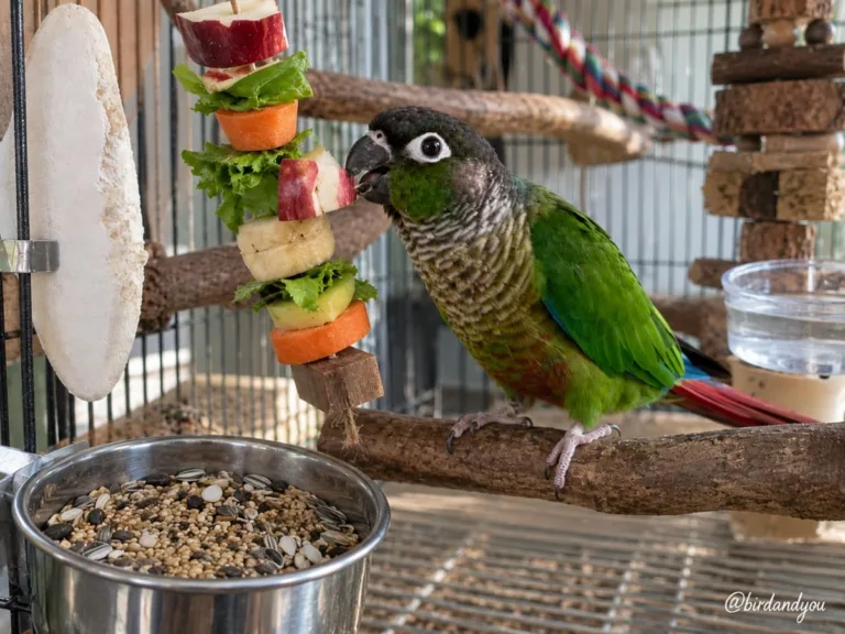 Alimentation des perruches et perroquets : comment bien les nourrir ?