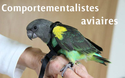 Comportementalistes-consultants aviaires