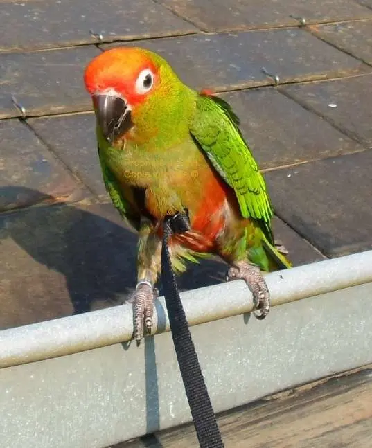 conure aratinga L'auricapilla