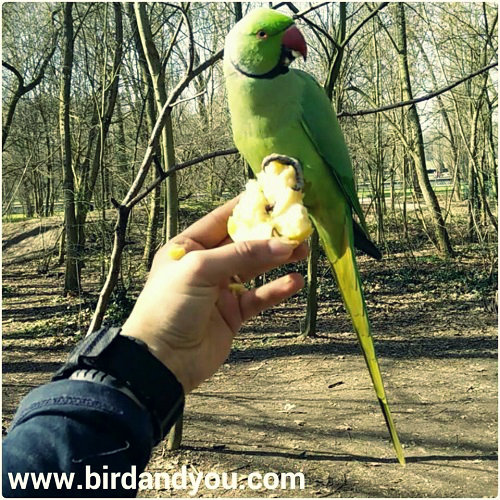 Rencontre magique avec une perruche à collier posée sur ma main