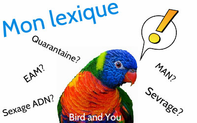 Lexique associé aux perruches et perroquets