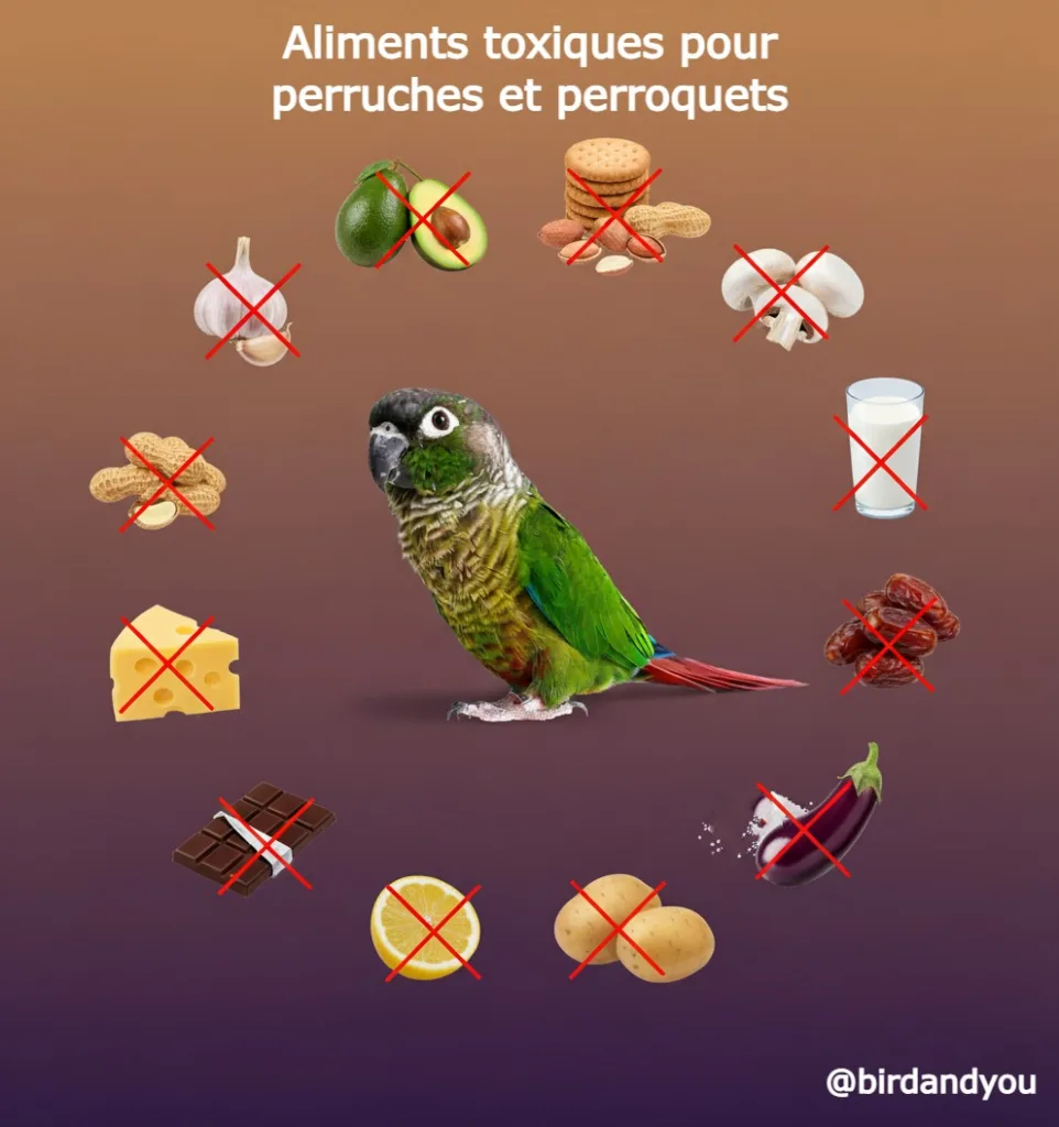 Infographie aliments toxiques perruches perroquets - avocat chocolat ail interdits oiseaux