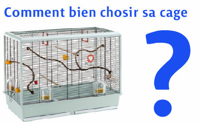 Choisir une cage pour un oiseau de compagnie