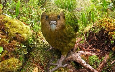 Perroquet Kakapo