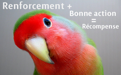 le renforcement positif chez l'oiseau