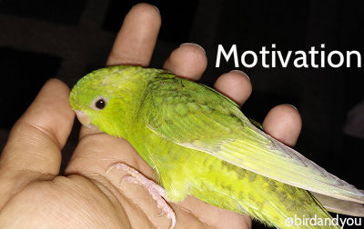 Comment rester motivé avec mon oiseau?
