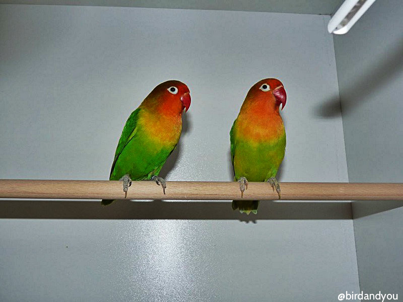 Inséparable de Fischer (Agapornis fischeri) au plumage naturel