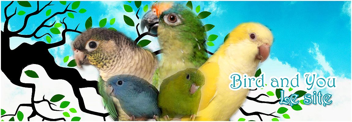 Fabriquer un nid pour perruches en 5 étapes - BirdandYou