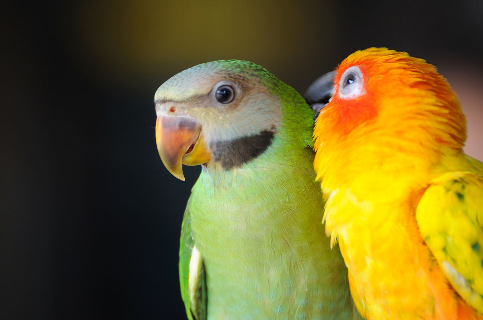 CERNEAU DES OISEAUX