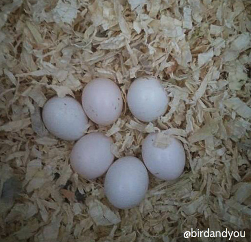 œufs perruche dans le nid