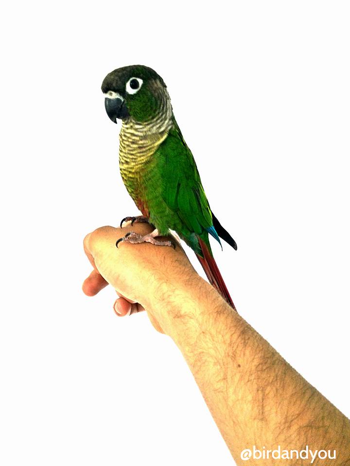 dependance-perruche-3