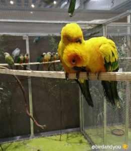 éleveurs conures