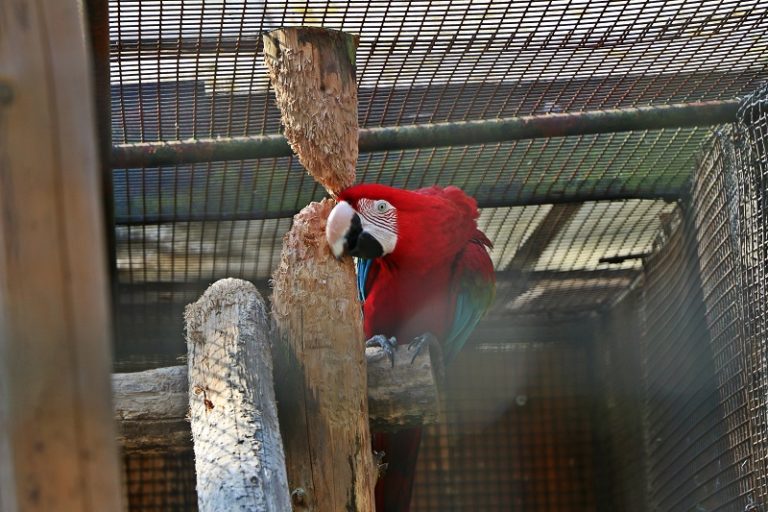 Zoo de Lille: visite et volière immersive