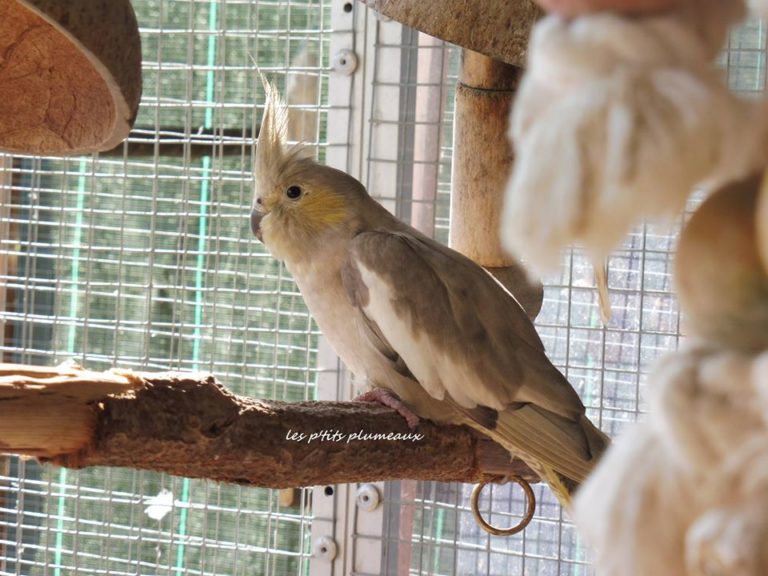 Mutations Des Calopsittes R capitulatif Et Sexage Bird And You mutations-des-calopsittes-r-capitulatif-et-sexage-bird-and-you