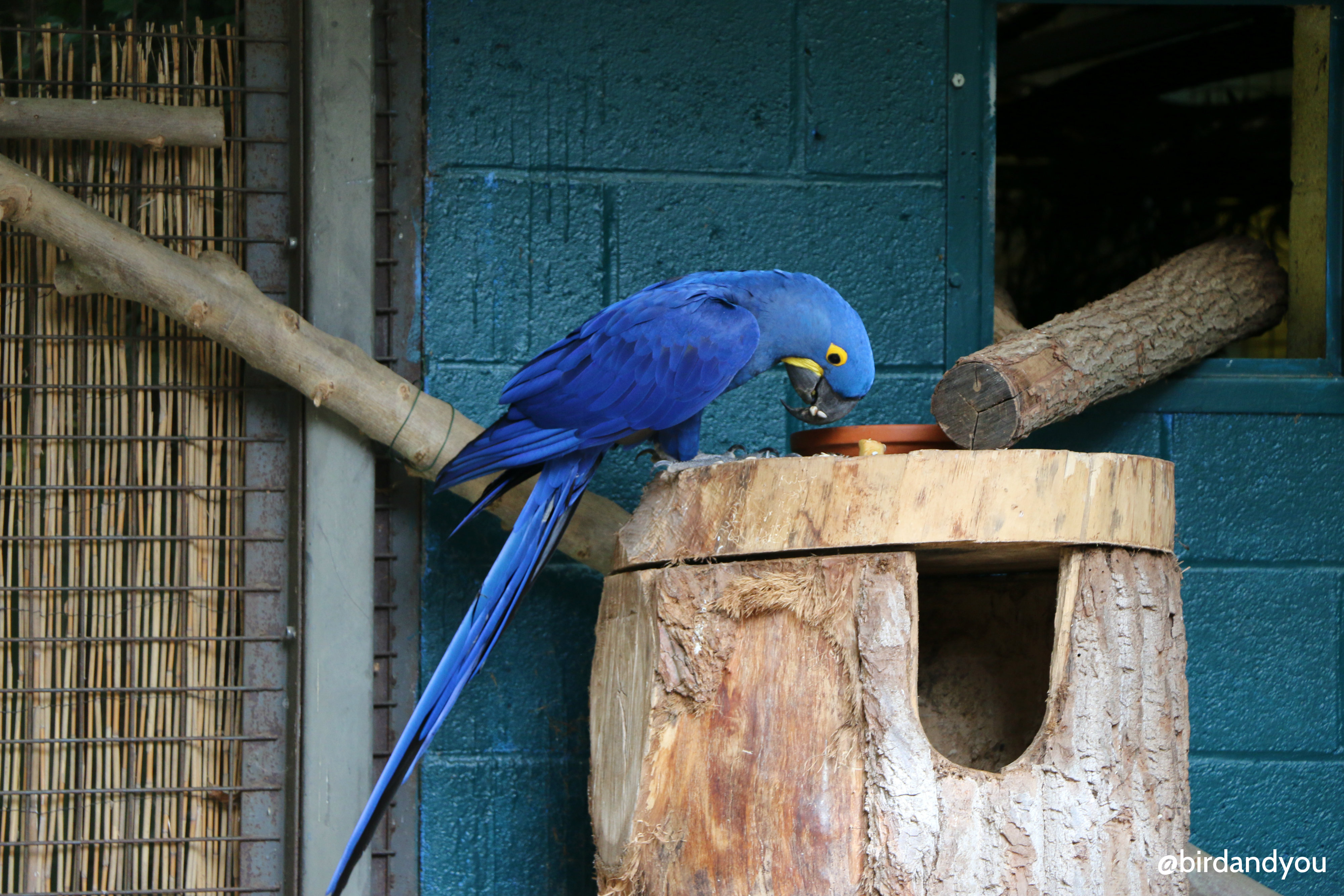 Ara Hyacinthe (Anodorhynchus hyacinthinus) - Bird and You