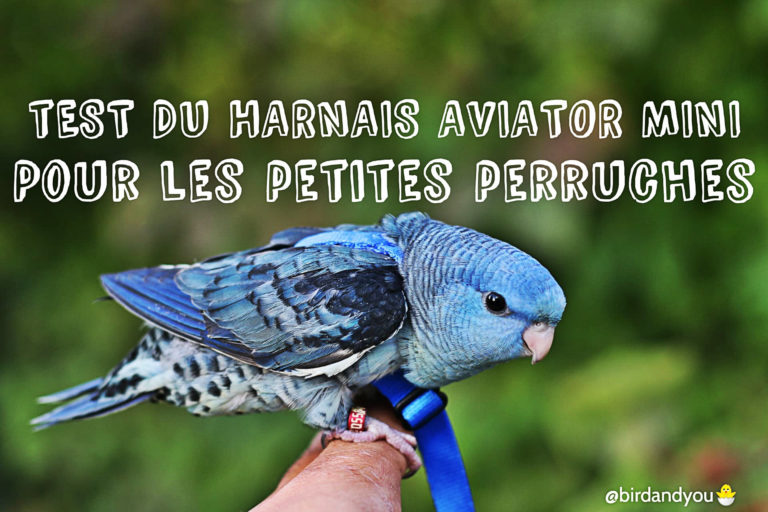 Harnais Aviator Mini pour petites perruches