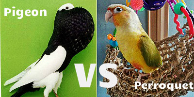 Pigeon vs Perroquet