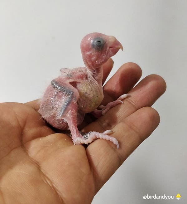 Évolution des bébés touis céleste