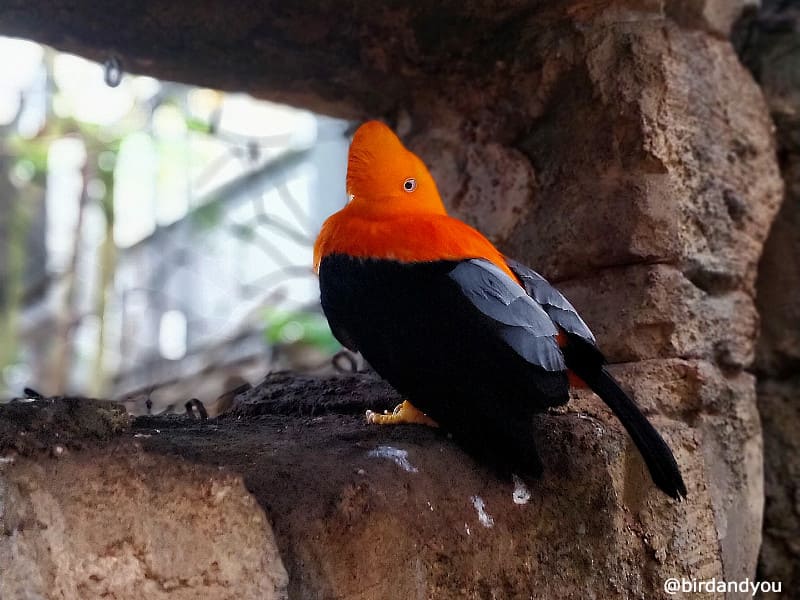 Coq de roche orange Zoo de beauval
