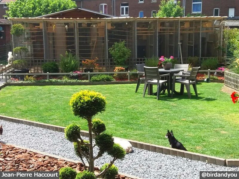 Jardin avec des volières extérieures pour grandes perruches: Éleveur de touis céleste en mutations-Belgique