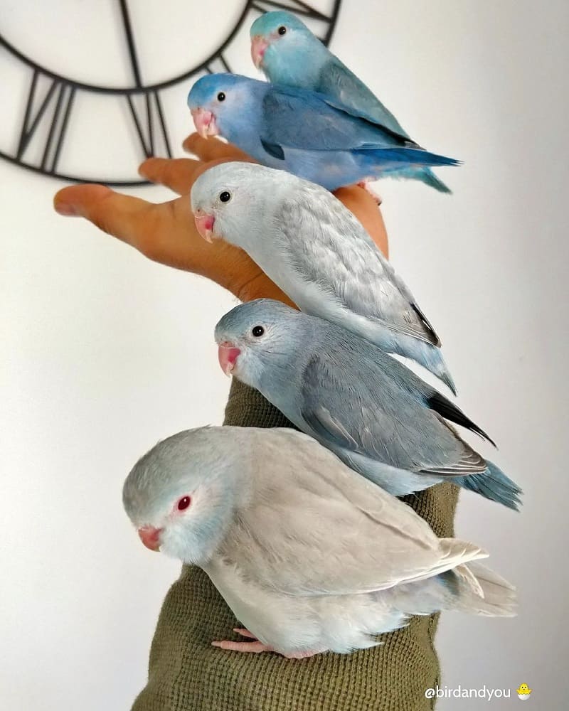 Toui C leste Ou Perruche Moineau Petit Perroquet Bird And You Toui C leste Ou Perruche Moineau Petit Perroquet Bird And You