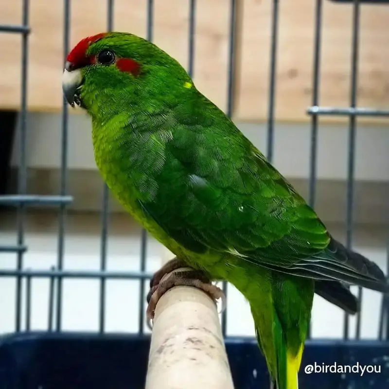 kakariki à front rouge