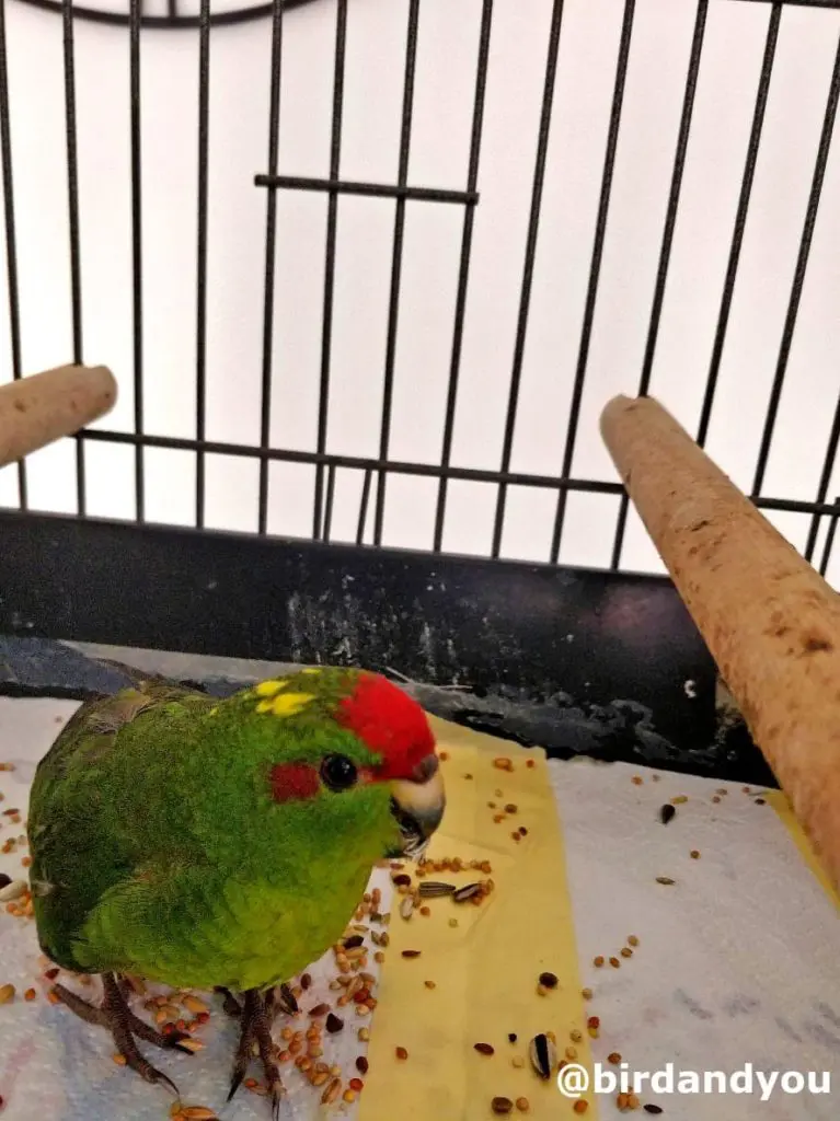 kakariki à front rouge