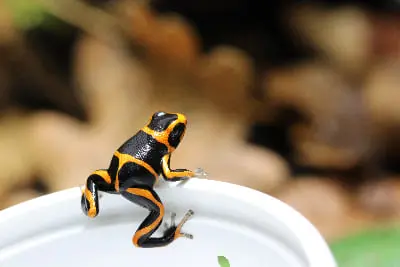 Grenouille tropicale dendrobate