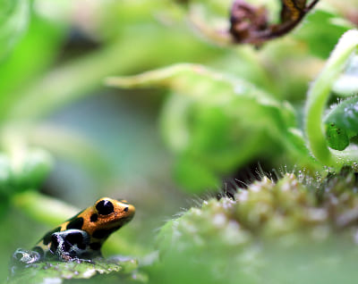 Ranitomeya imitator juvenile