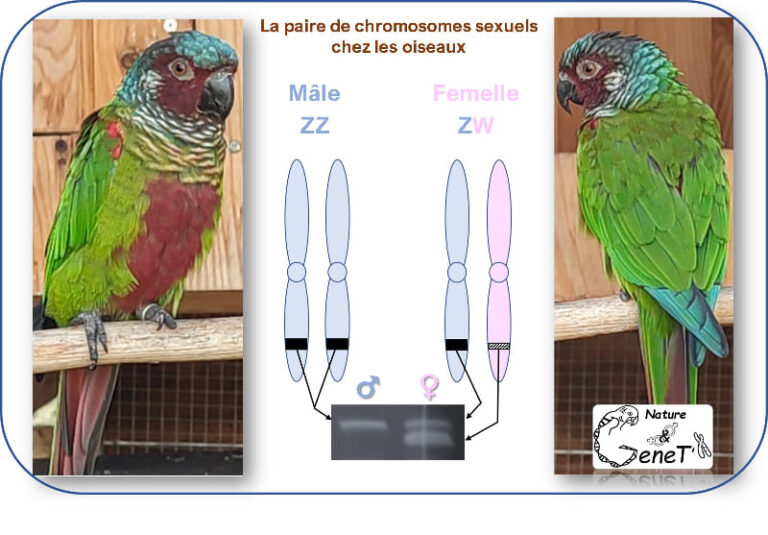 « Nature & GeneT’X »-Sexage ADN d’oiseaux-France