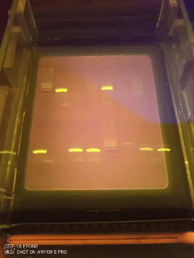 Machine sexage ADN oiseau