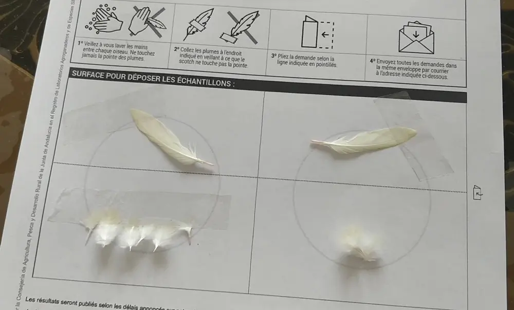 Sexage ADN: coller les plumes sur le formulaire