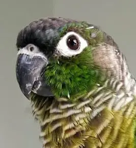 Perla Conure pyrrhura molinae type sauvage Bird and You