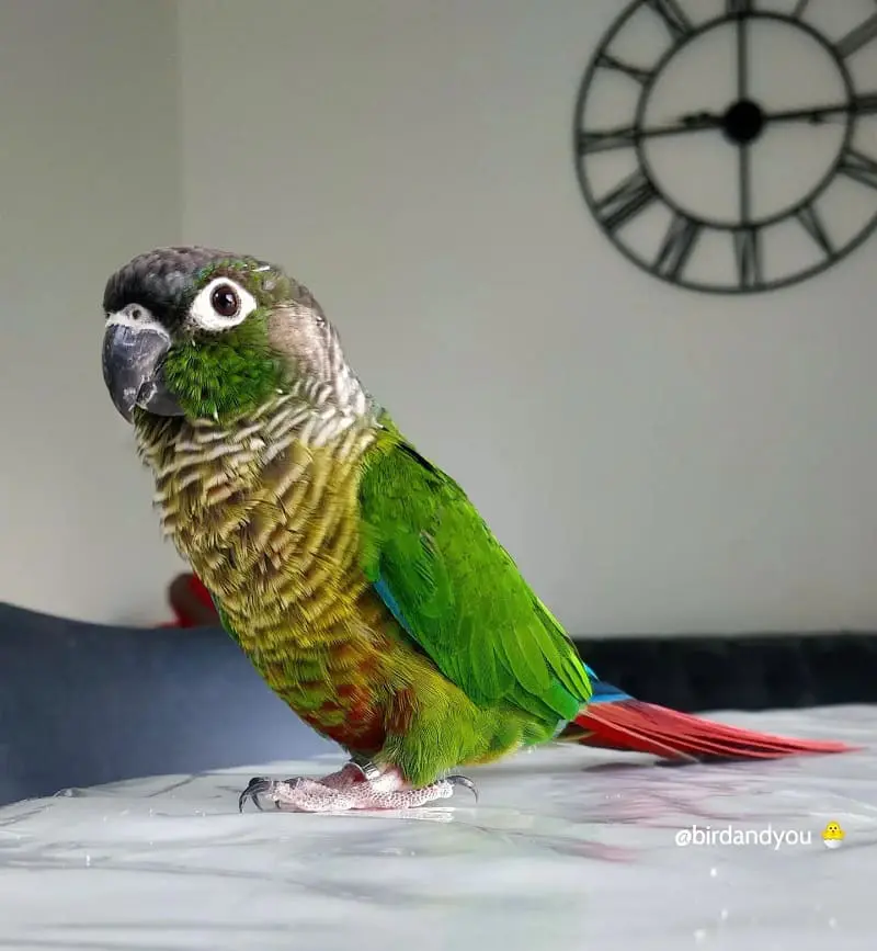 Perla Conure pyrrhura molinae type sauvage Bird and You