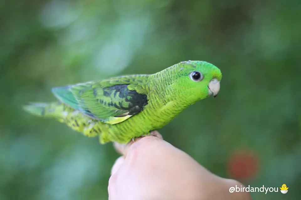 perruche catheine verte