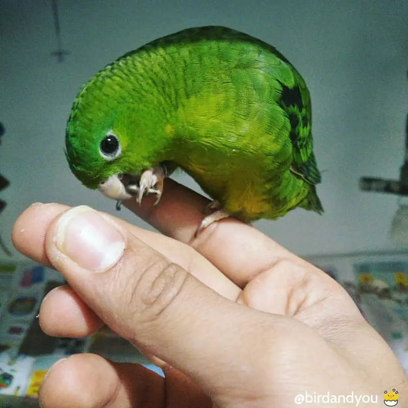 Perruche catherine mutation vert D