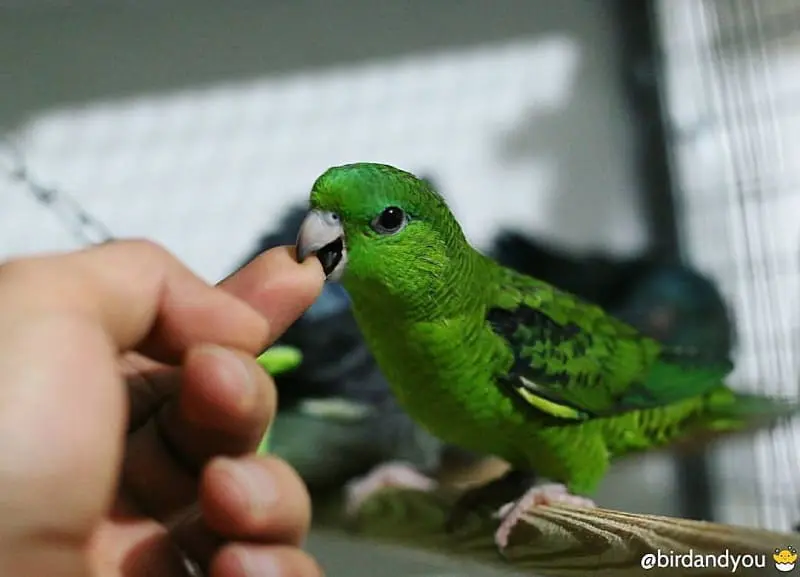 Perruche croque mon doigt  