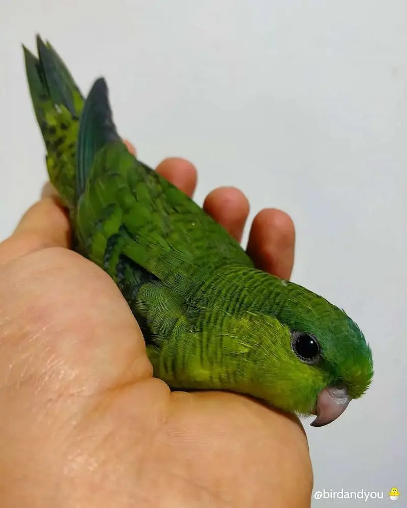 Perruche catherine verte D