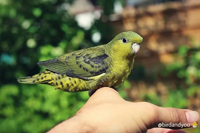 Perruche Catherine mutation olive (vert foncé)