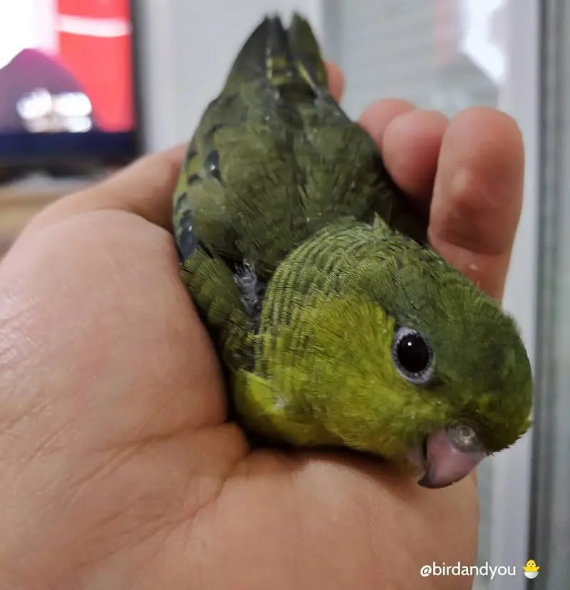 Perruche catherine verte DD