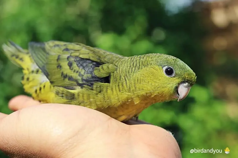 Perruche Catherine couleur olive (vert foncé)