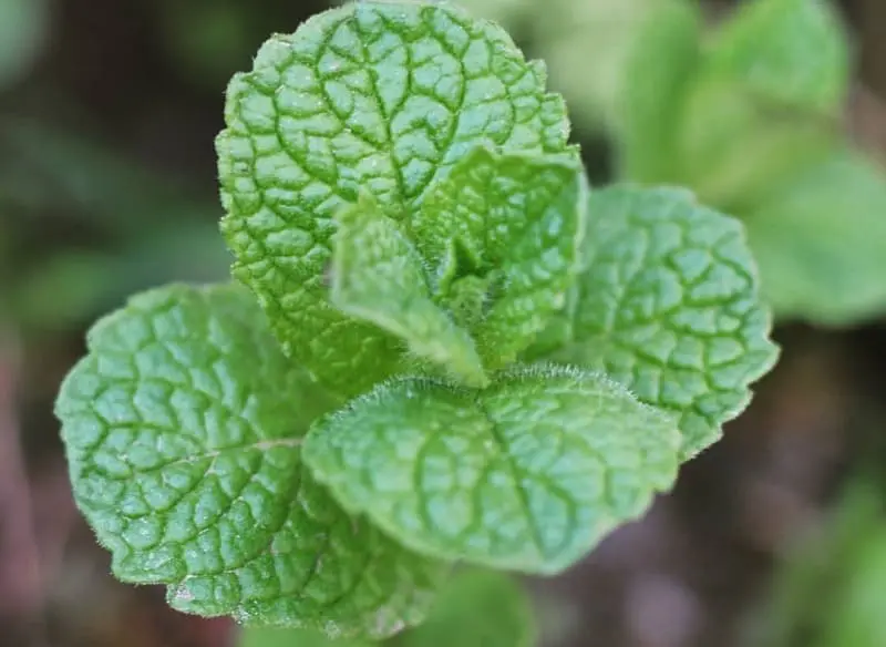 Menthe verte de mon jardin