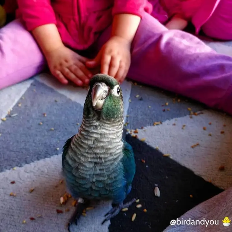 Évolution des bébés pyrrhura molinae en photos et vidéos